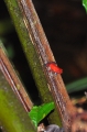 costa rica wildlife, pacific-052